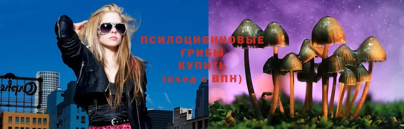 Псилоцибиновые грибы Psilocybe  Красный Сулин 